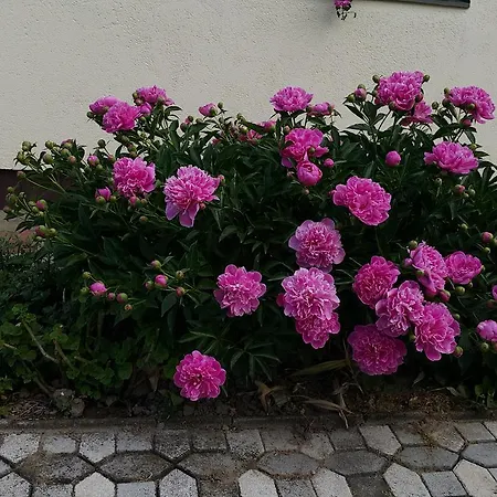 Apartment Marietta Heviz